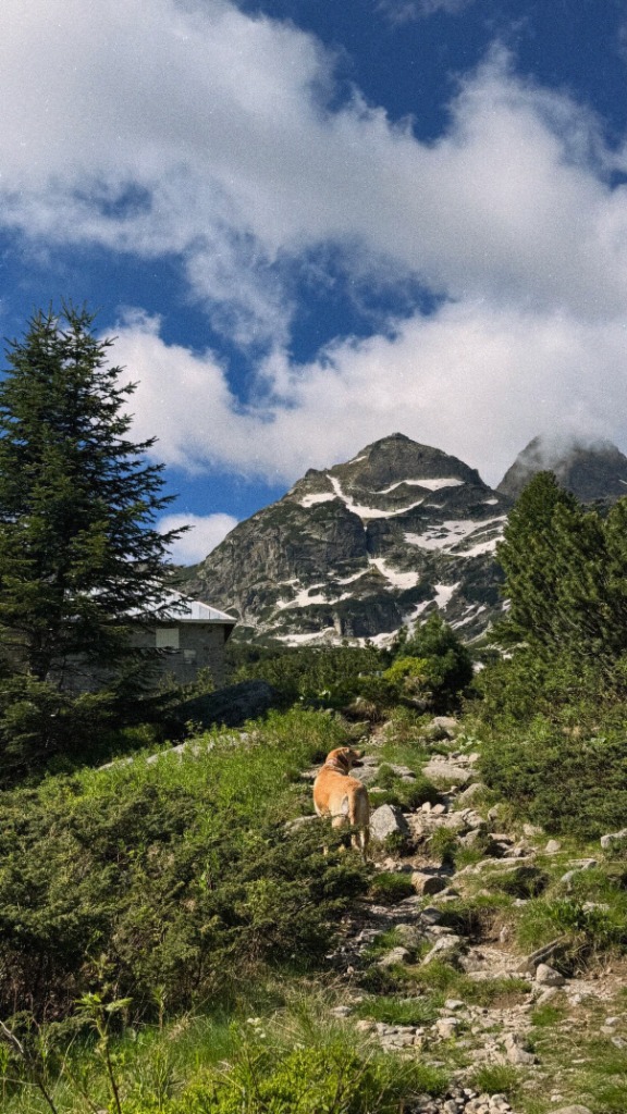 A dog hiking up a scenic mountain path under a blue sky