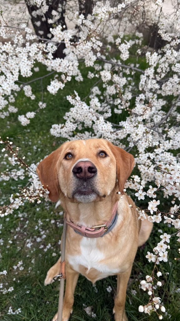 Mira's dog sitting in front of a white blossom tree